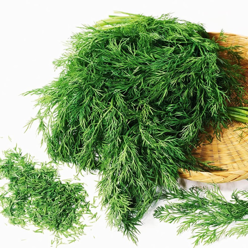 Koper Ogrodowy Moravan nasiona 11.jpg