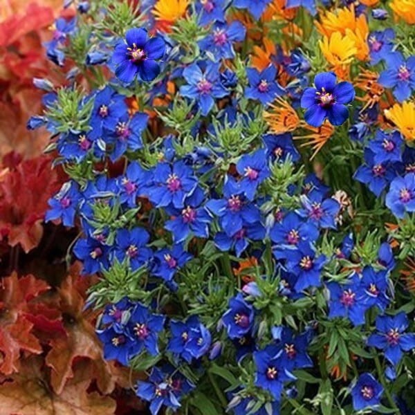 Anagalis, Kurzyślad nasiona 0,1g (1).jpg