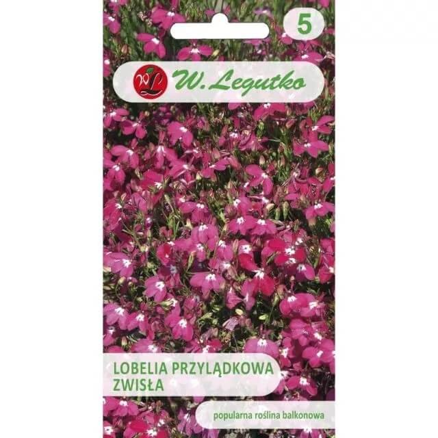 Lobelia przylądkowa zwisła Stroiczka karminowo-czerwona nasiona (2).jpg