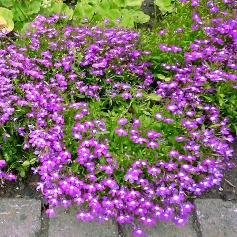 Lobelia przylądkowa zwisła Stroiczka karminowo-czerwona nasiona.jpg