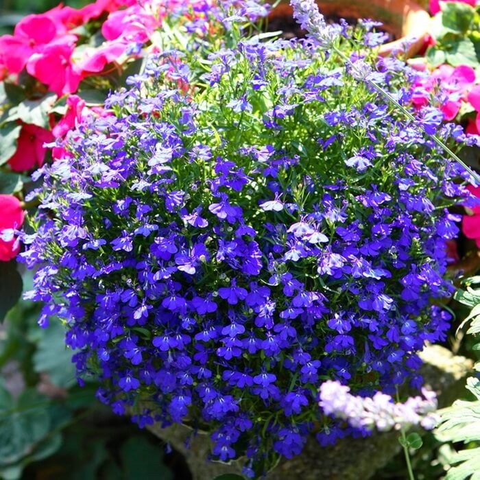 Lobelia przylądkowa zwisła Stroiczka niebieska (2).jpg