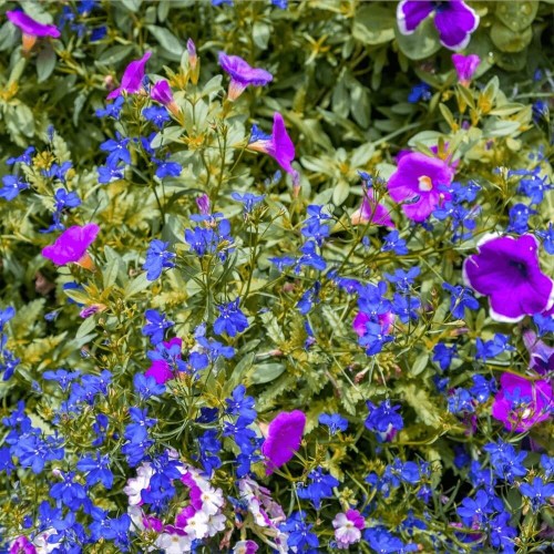 Lobelia przylądkowa zwisła Stroiczka niebieska nasiona 0,2g