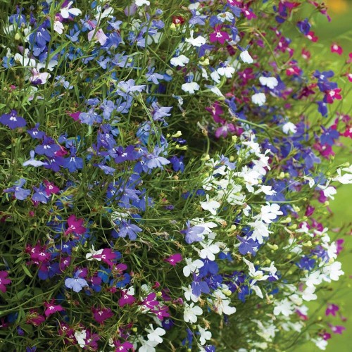 Lobelia przylądkowa mieszanka nasiona 0,3g