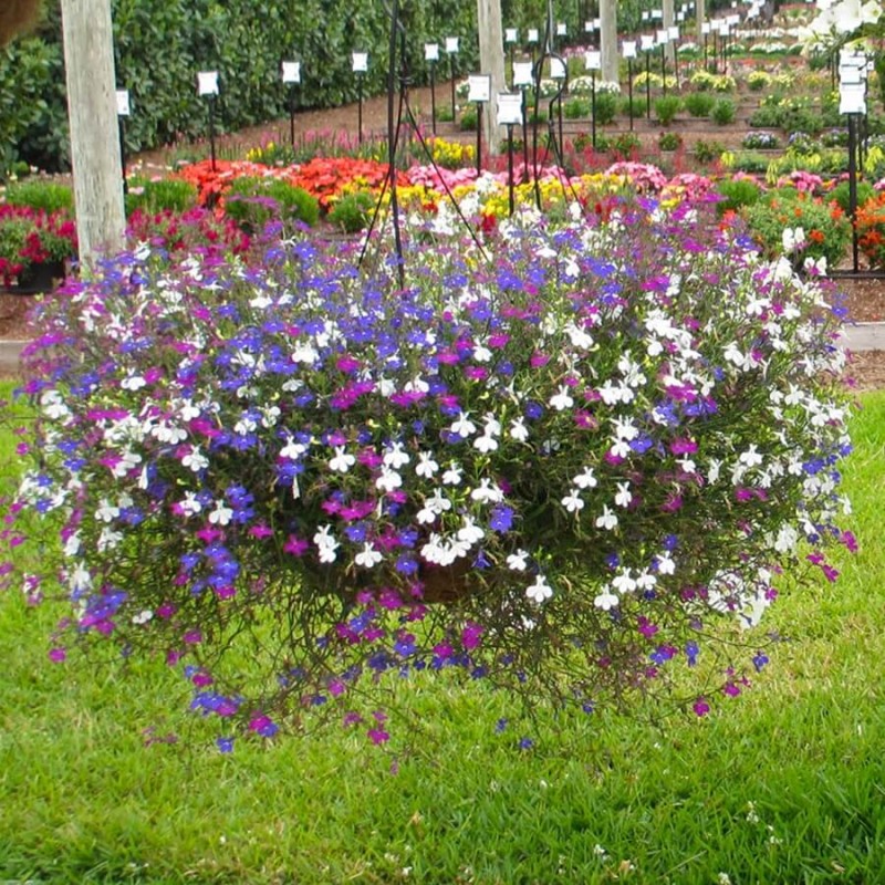 Lobelia przylądkowa, mieszanka nasiona 3.jpg