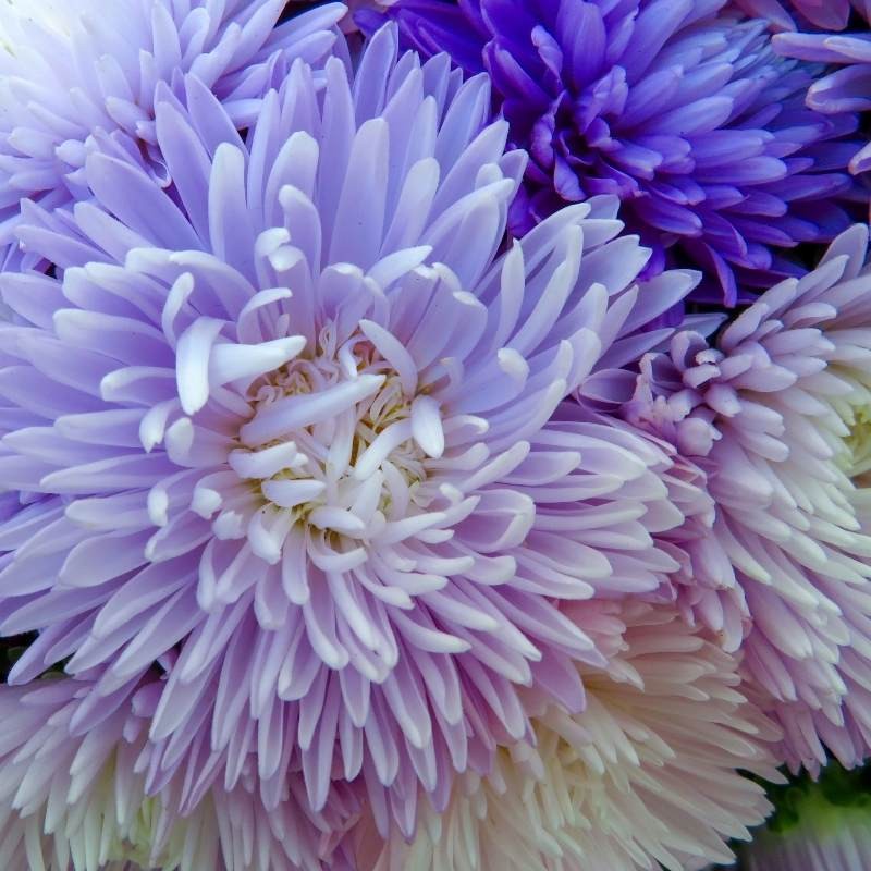 Aster chiński peoniowy fioletowy nasiona 1g (3).jpg