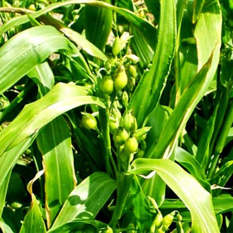 Łzawica łzy hioba nasiona 3g (1).jpg