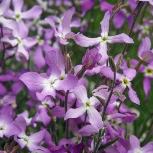 Maciejka dwuroga pachnąca nasiona 3g