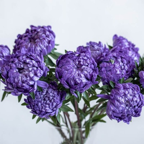 Aster chiński peoniowy - niebieski nasiona 1g