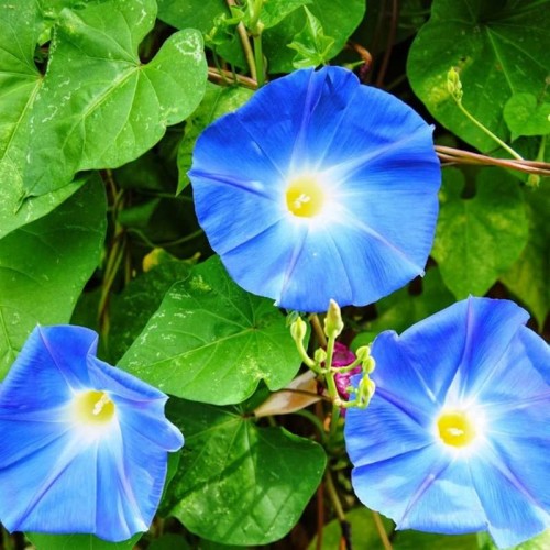 Wilec Heavenly Blue nasiona 2g