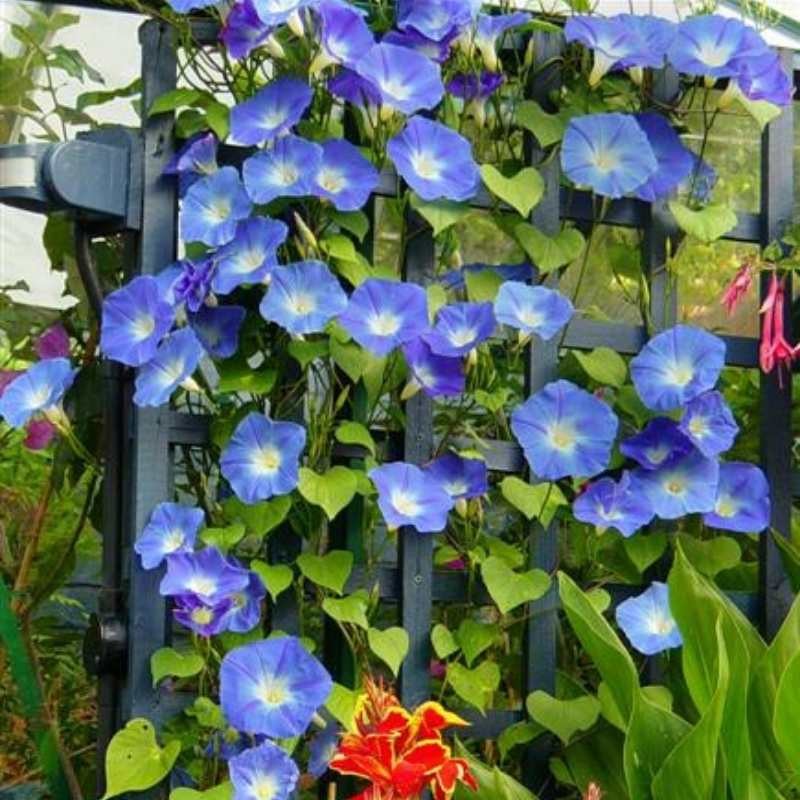 Wilec heavenly blue niebiańskie pnącze nasiona 2g (3).jpg