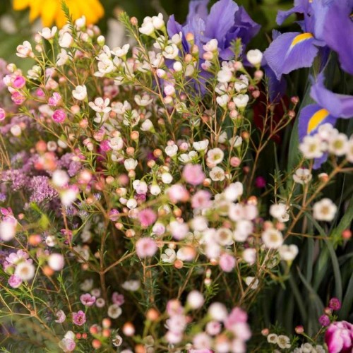 Mieszanka Roślin Cieniolubnych nasiona 1g