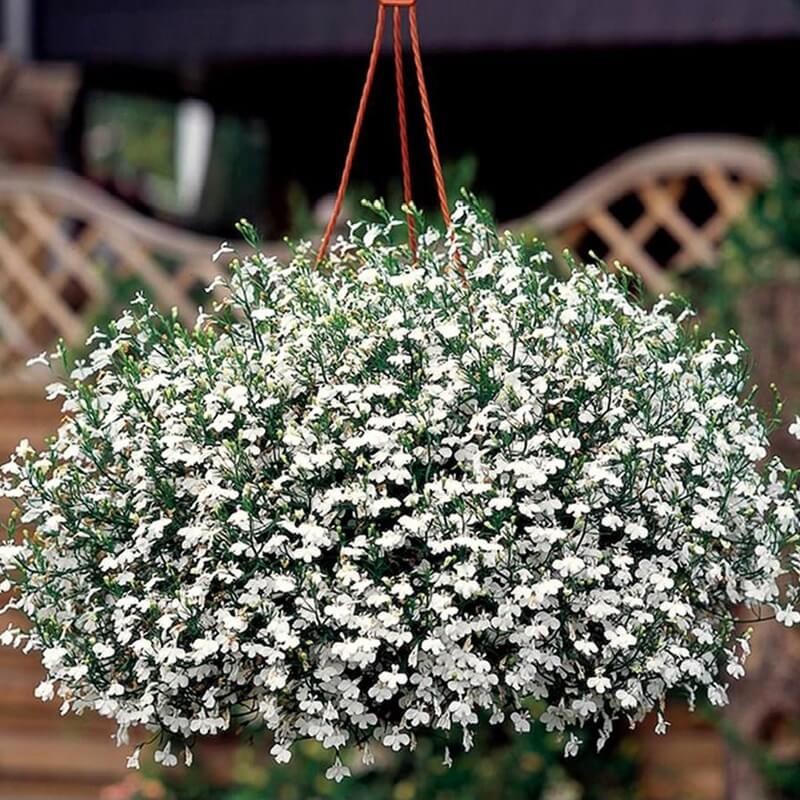 Lobelia przylądkowa, Stroiczka biała nasiona 0,1g.jpg