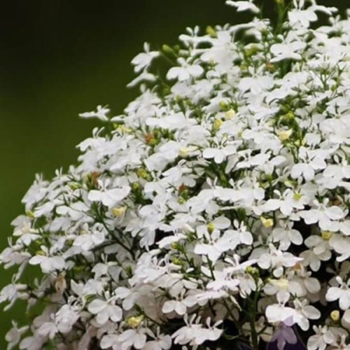 Lobelia przylądkowa Stroiczka biała nasiona 0,1g