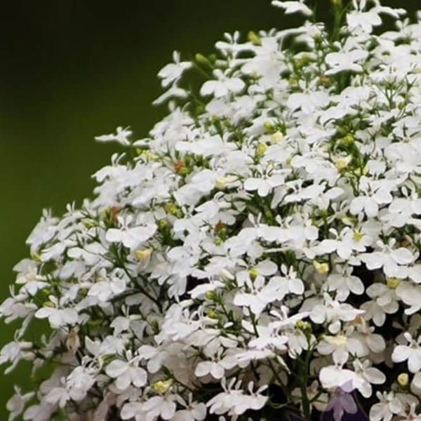 Lobelia przylądkowa, Stroiczka biała nasiona 0,1g (2).jpg
