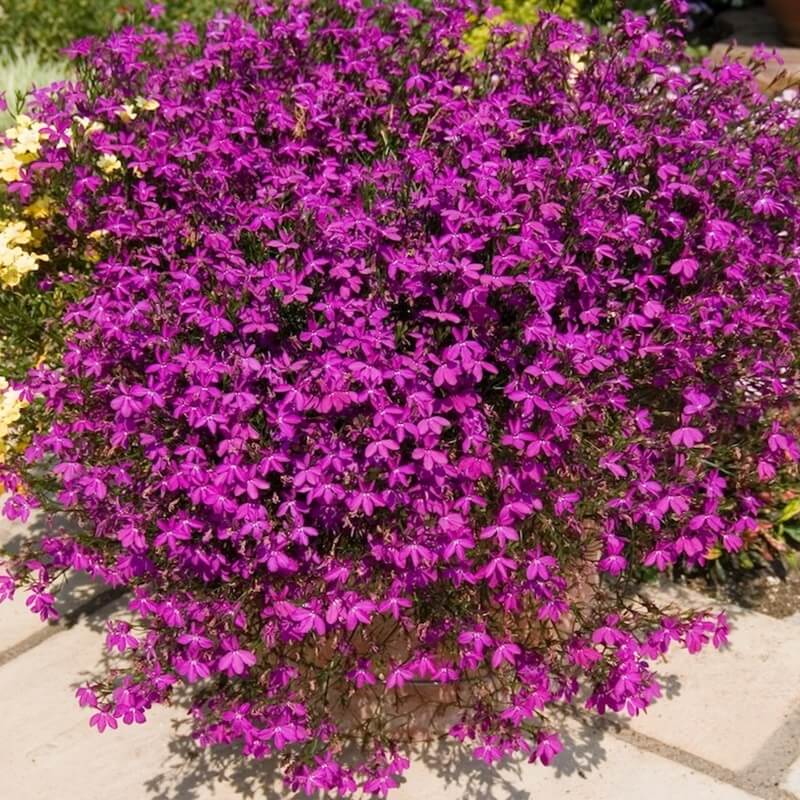 Lobelia przylądkowa, Stroiczka karminowoczerwona nasiona 0,1g (3).jpg