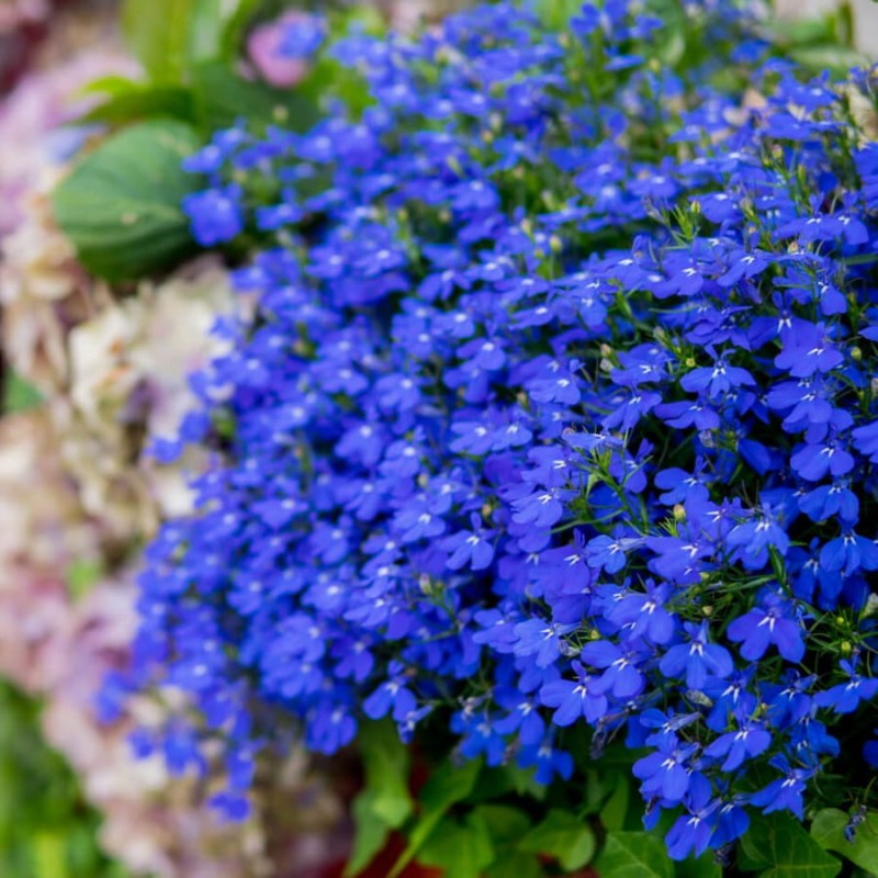 Lobelia przylądkowa, Stroiczka niebieska nasiona 0,2g (2).jpg