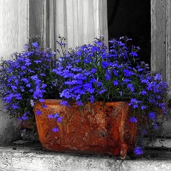 Lobelia przylądkowa, Stroiczka niebieska nasiona 0,2g (4).jpg