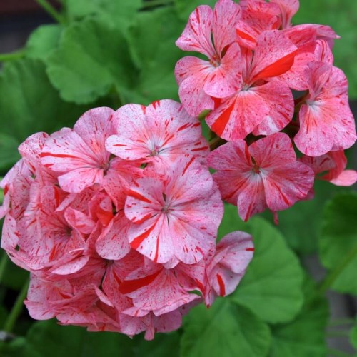 Pelargonia Raspbery Ripple nasiona 0.0,3g