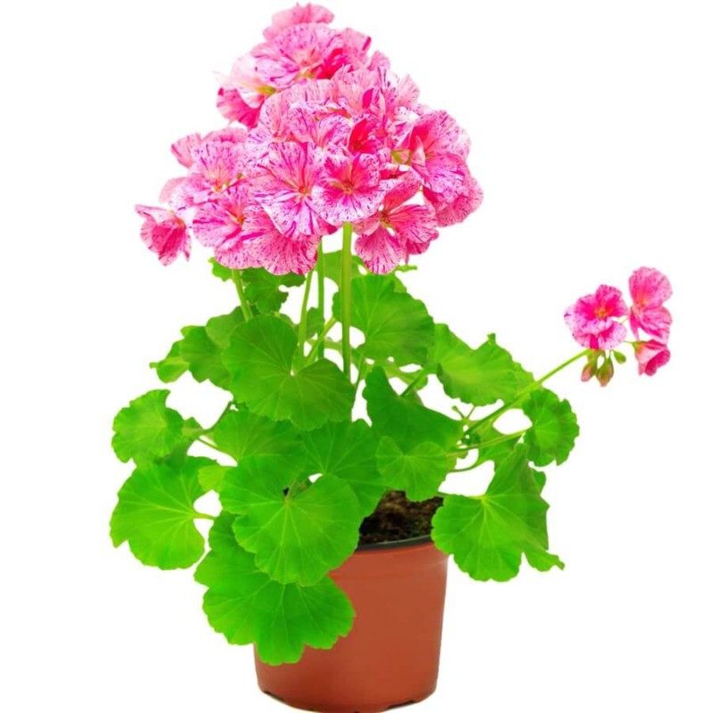 Pelargonia Raspbery Ripple nasiona 0,03g (3).jpg