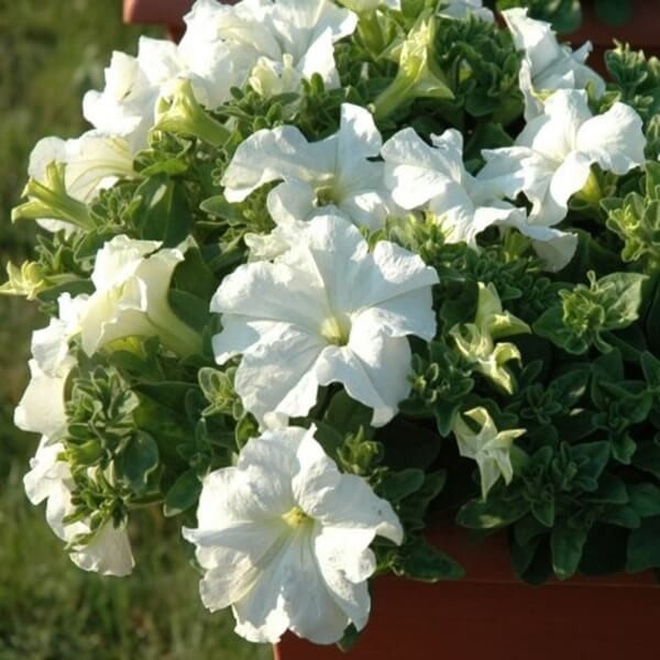 Petunia ogrodowa Kaskada biała 0,02g nasiona LUX.jpg