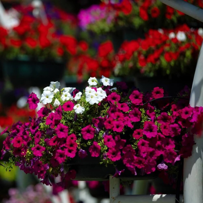 Petunia ogrodowa Kaskada czerwono - purpurowa 0,02g nasiona LUX (2).jpg