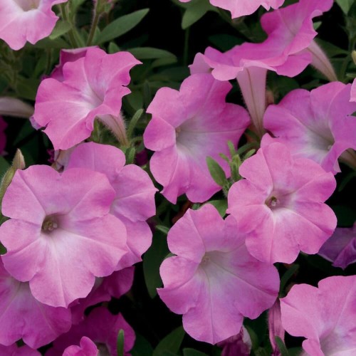 Petunia ogrodowa Kaskada różowa 0,02g nasiona LUX