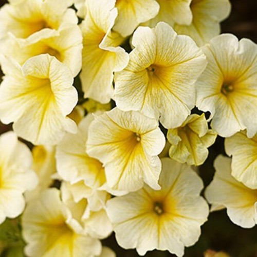 Petunia ogrodowa Kaskada żółta 0,02g nasiona LUX