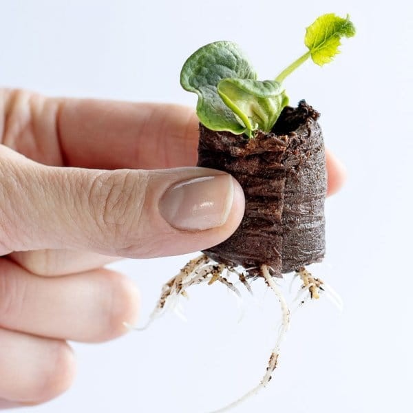 Krążki torfowe Jiffy zestaw sklep