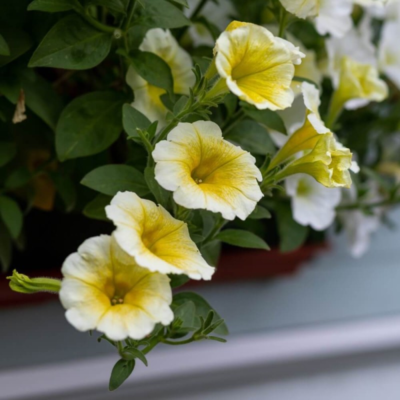 Petunia ogrodowa Kaskada żółta 0,02g nasiona LUX (4).jpg