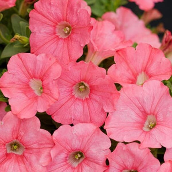 Petunia ogrodowa Kaskada łososiowa 0,02 nasiona LUX (2).jpg
