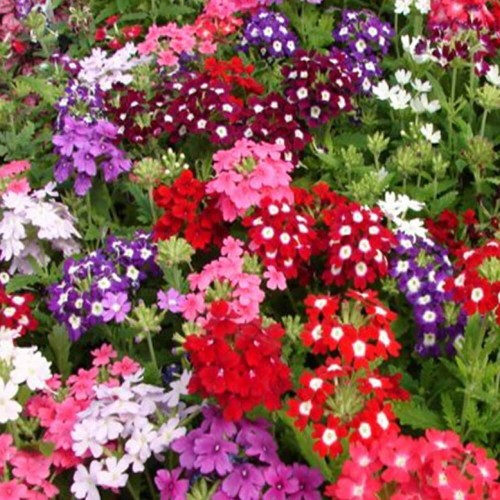 Werbena ogrodowa - Witułka mieszanka nasiona 0,5g