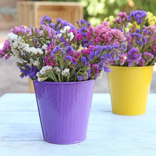 Zatrwian wrębny mieszanka nasiona 0,3g