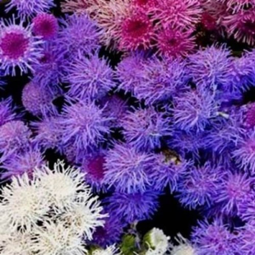 Żeniszek meksykański mieszanka nasiona 0,5g