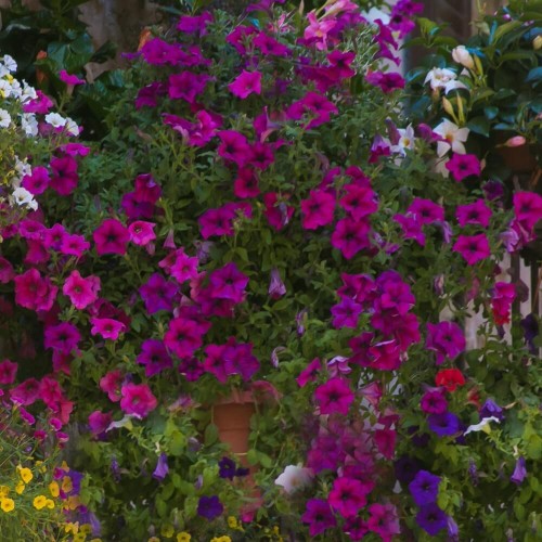 Petunia ogrodowa Kaskada czerwono - purpurowa 0,02g nasiona LUX