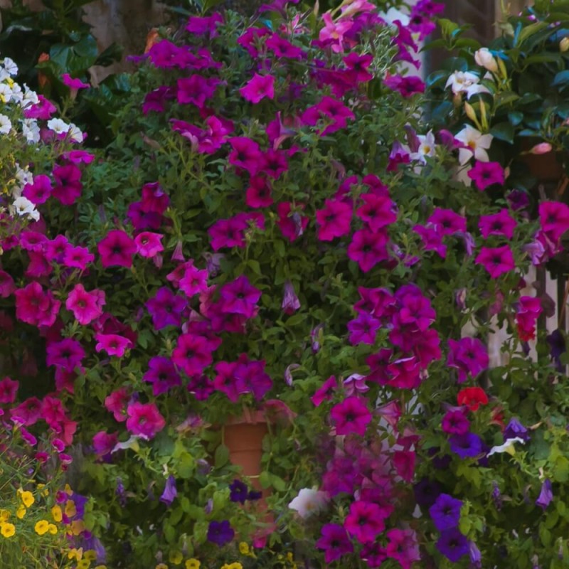 Petunia ogrodowa Kaskada czerwono - purpurowa 0,02g nasiona LUX (1).jpg