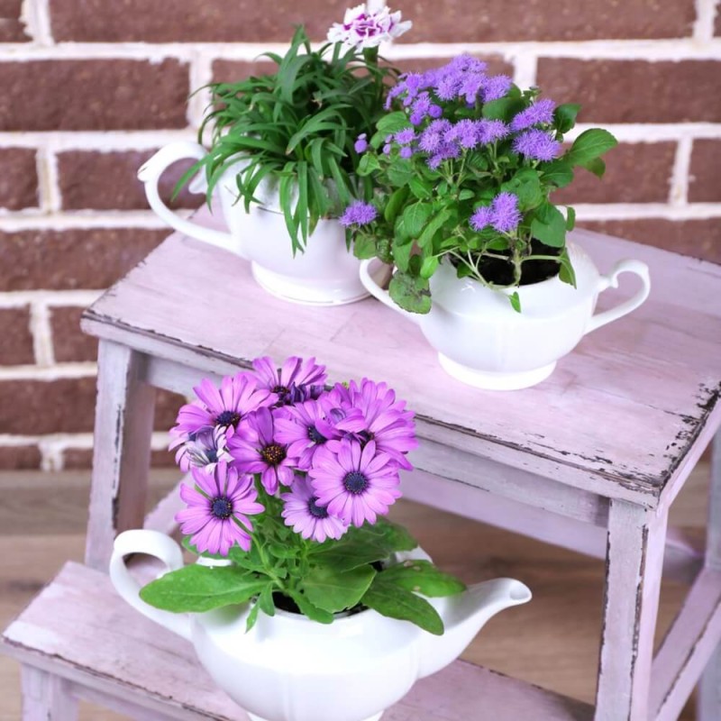 Żeniszek meksykański, niebieski  nasiona 0,3g (1).jpg