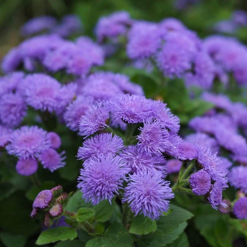 Żeniszek meksykański niebieski nasiona 0,3g