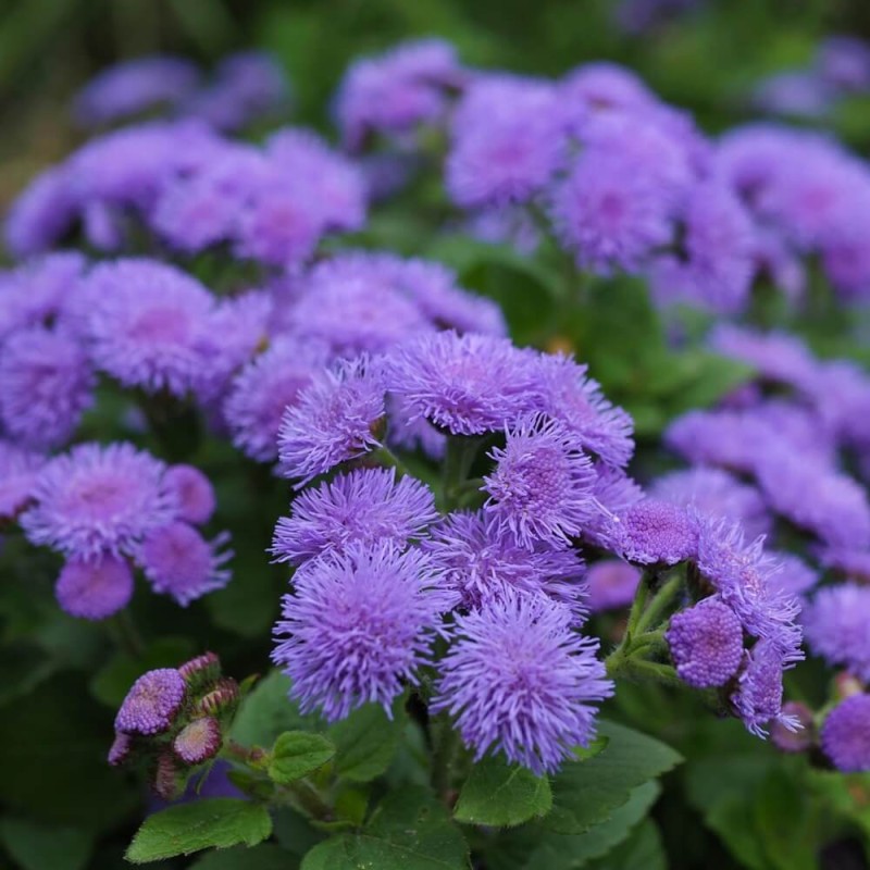 Żeniszek meksykański, niebieski  nasiona 0,3g (2).jpg