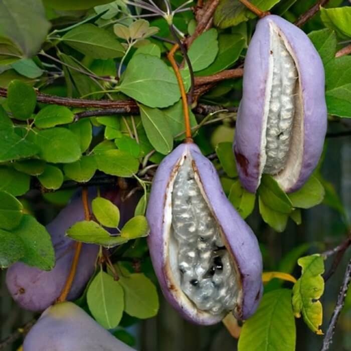 Akebia Trójlistkowa czekoladowe pnącze nasiona (1).jpg