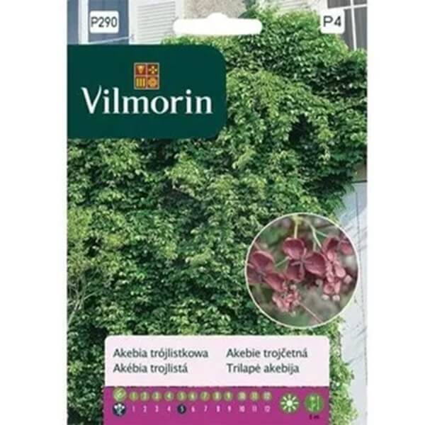 Akebia Trójlistkowa czekoladowe pnącze nasiona (2).jpg