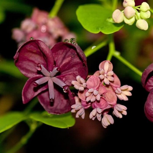 Akebia Trójlistkowa Piękne czekoladowe pnącze