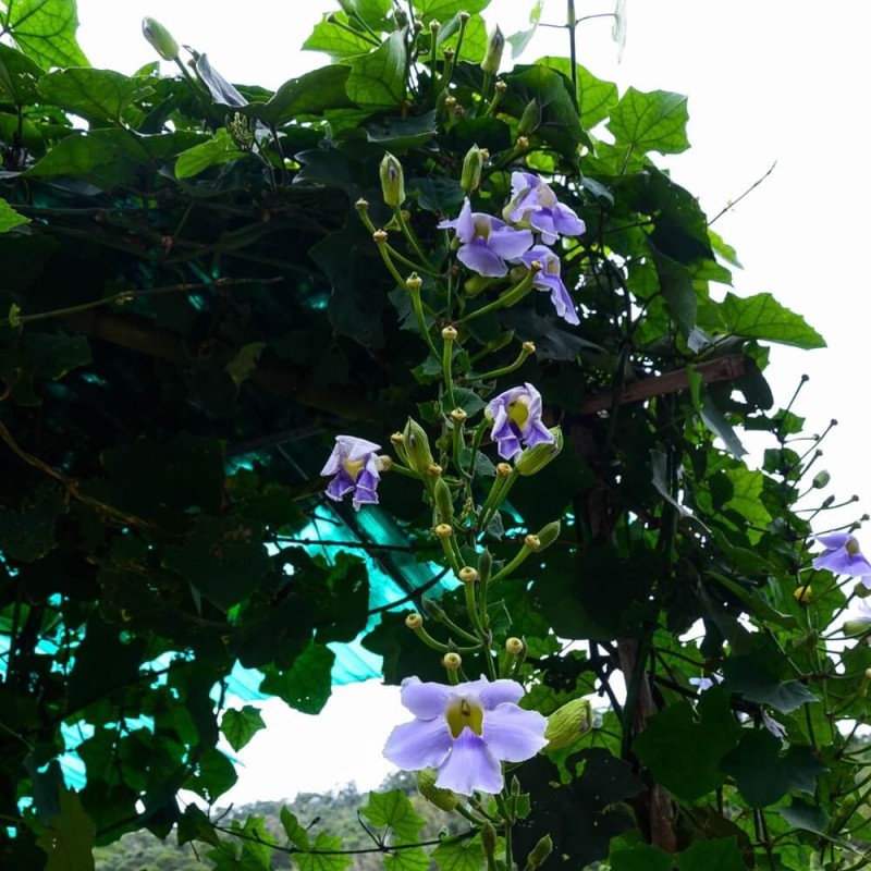 Asarina nasiona 0,03g (1).jpg