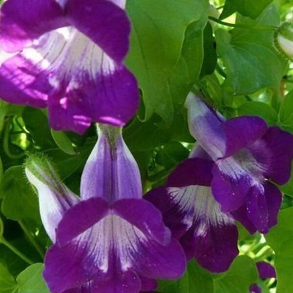 Asarina nasiona 0,03g (3).jpg