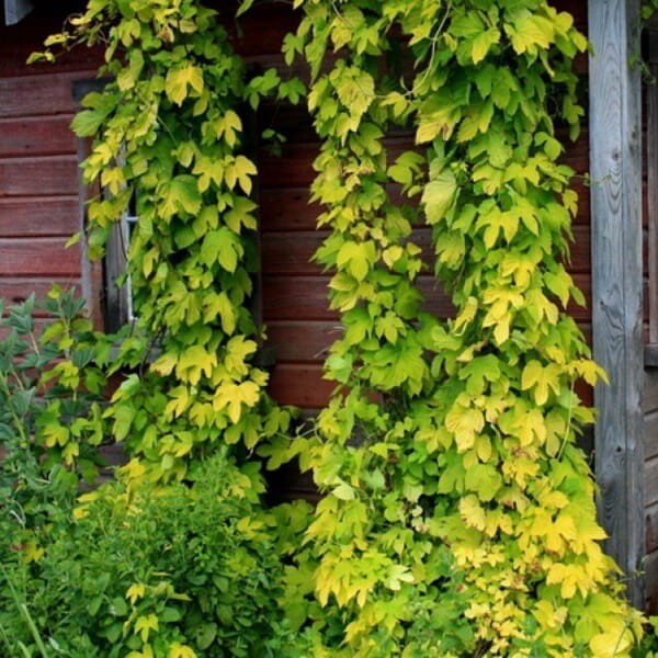 Chmiel Japoński pnącze nasiona 0,3g (1).jpg