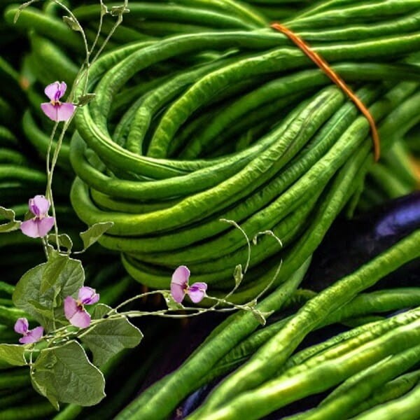 Fasolnik CHIŃSKI (Vigna Sinensis) nasiona 5g (1).jpg