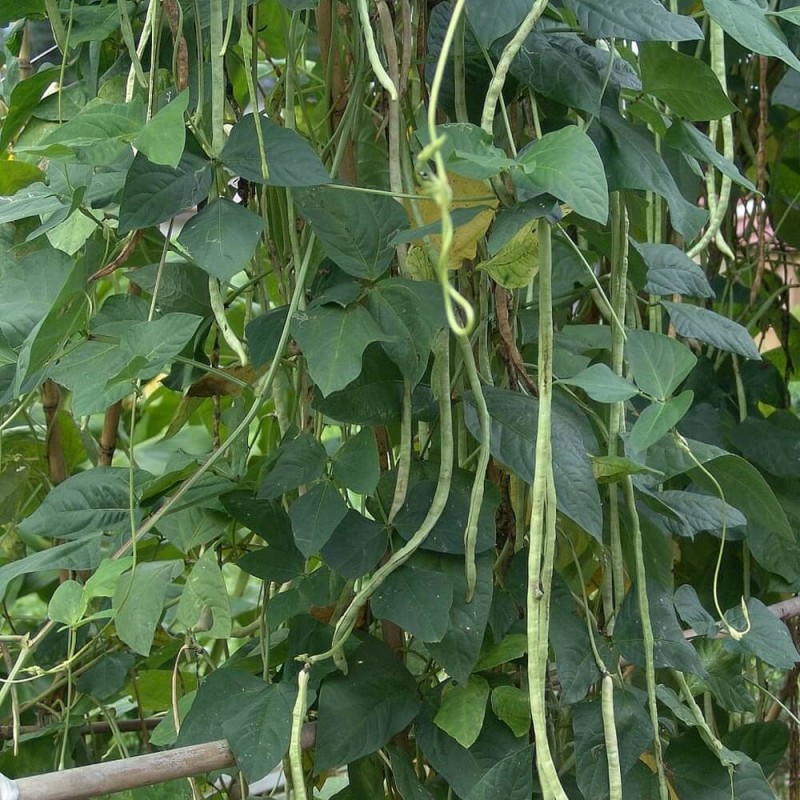 Fasolnik CHIŃSKI (Vigna Sinensis) nasiona 5g (2).jpg