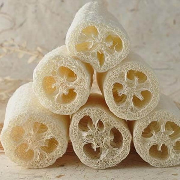 Gąbczak walcowaty 1g nasiona LUX (3).jpg