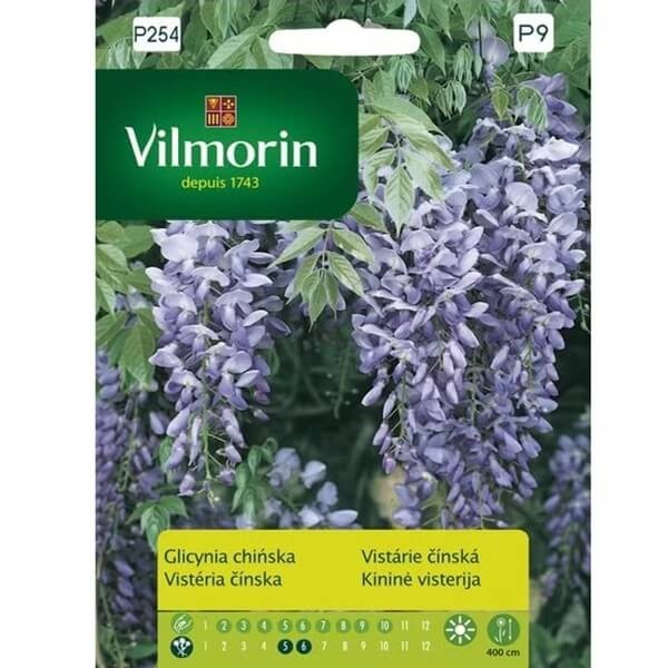 Glicynia chińska (Wisteria sinensis) nasiona (1 szt) (2).jpg