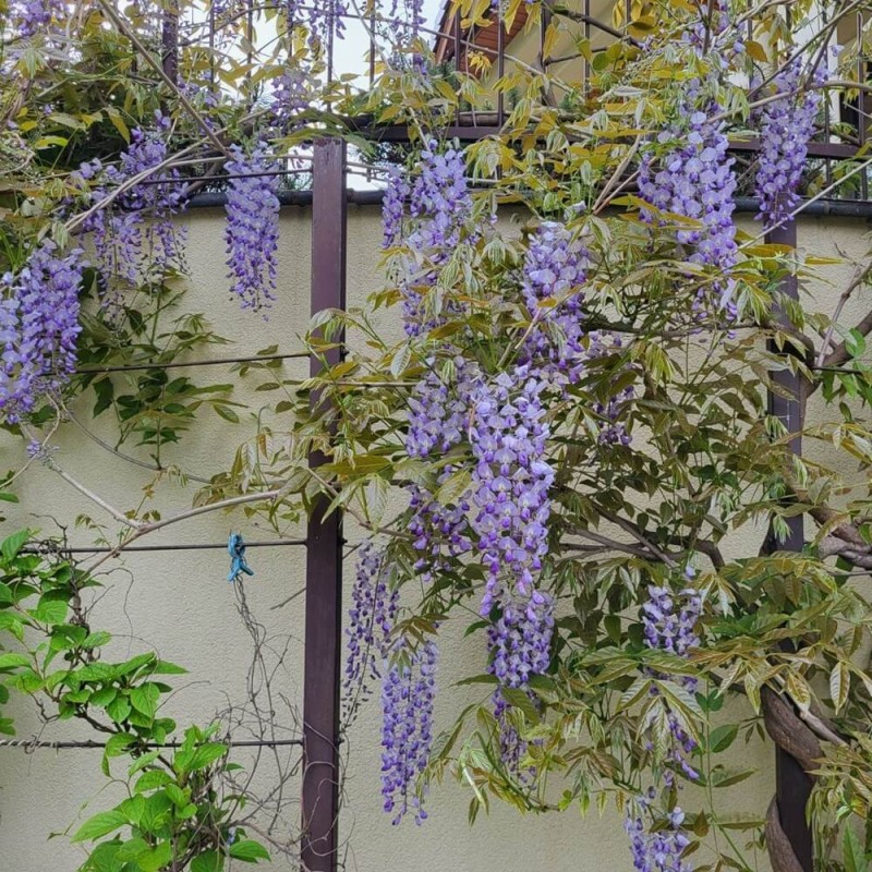 Glicynia chińska (Wisteria sinensis) nasiona (1 szt) (3).jpg