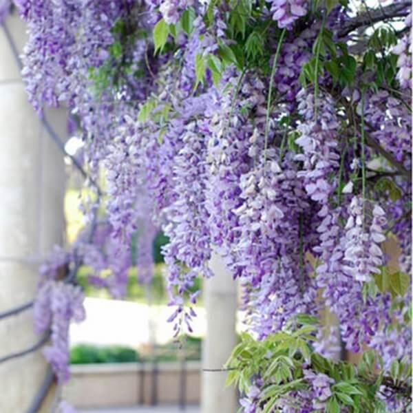 Glicynia chińska (Wisteria sinensis) nasiona (10szt (1).jpg